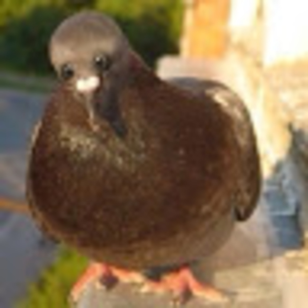 Meet your Posher, Seth